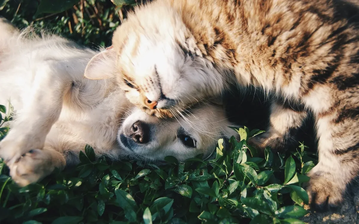 Cachorro branco e gato tigrado se afagando na grama ao sol