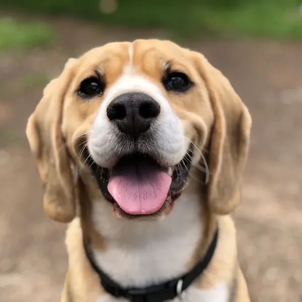 Cachorro beagle sorrindo para a câmera — imagem decorativa deste projeto demonstrativo