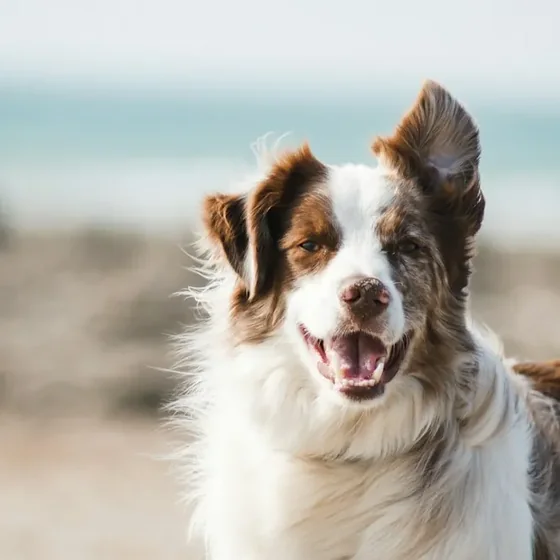Cão border collie adulto sorrindo na praia