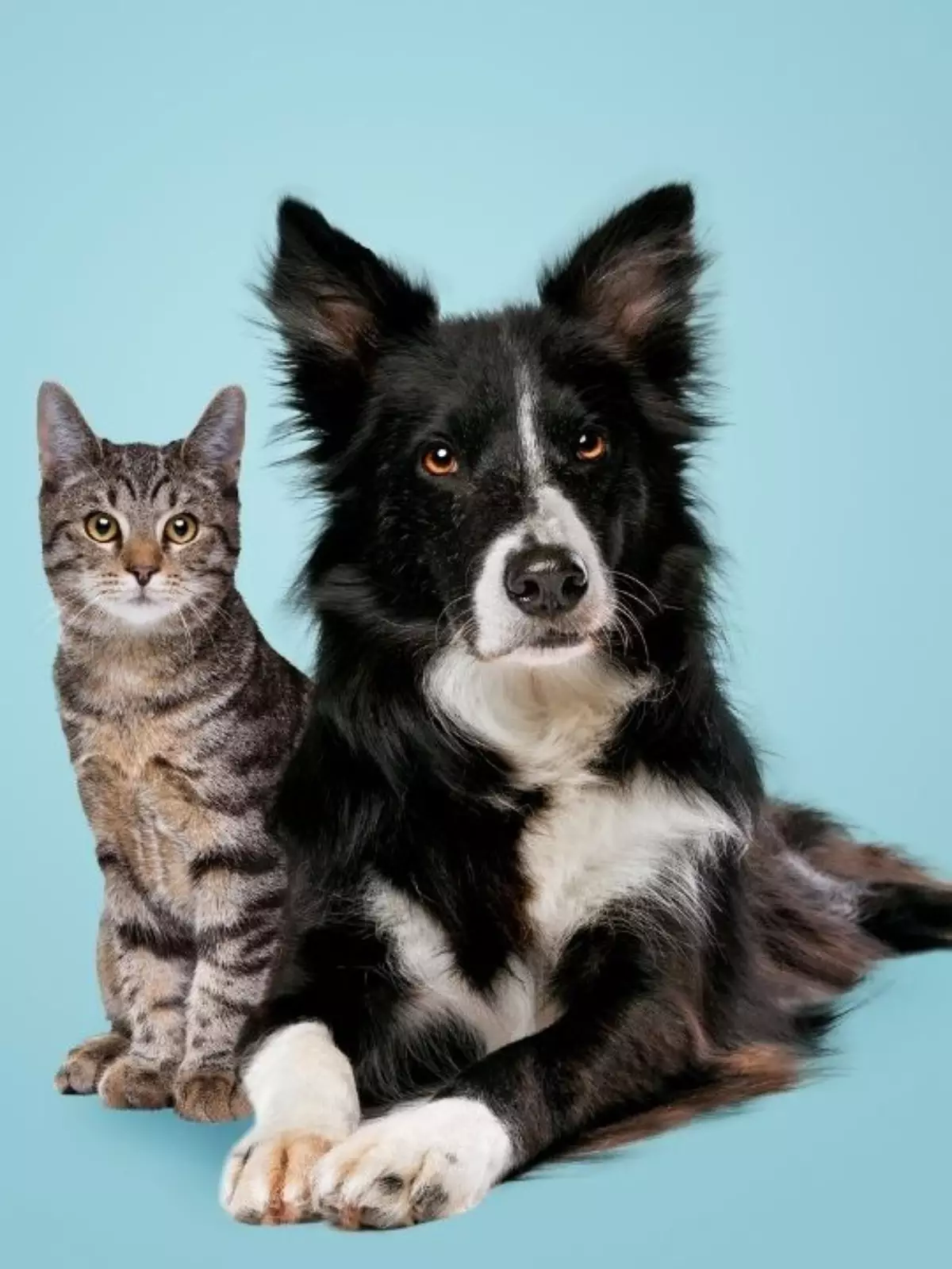 Cachorro border collie e gato tigrado lado a lado olhando para a câmera