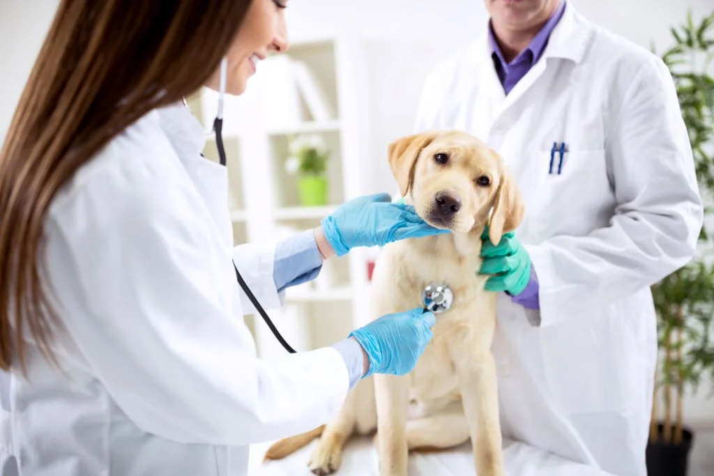 Equipe veterinária atendendo um filhote de labrador em clínica clara e acolhedora